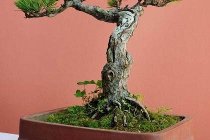 奥兰治县盆景文化协会的建立