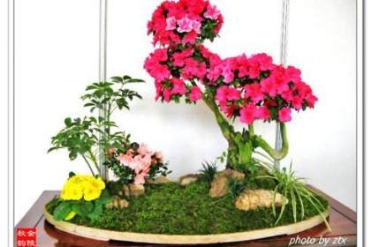 城东街道社区开讲座教居民盆景插花