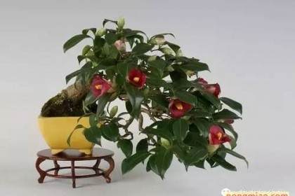 福州西湖公园下月办花卉盆景博览会 插花岗位大比拼