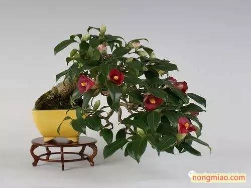 福州:西湖公园下月办花卉盆景博览会 插花岗位大比拼