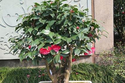 盆景插花长假等你来欣赏