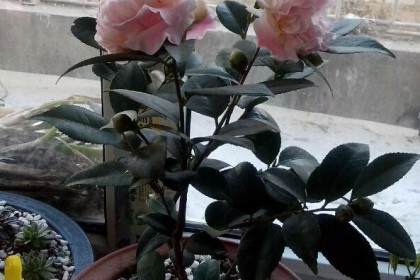 常州插花工盆景工技能竞赛进入筹备阶段