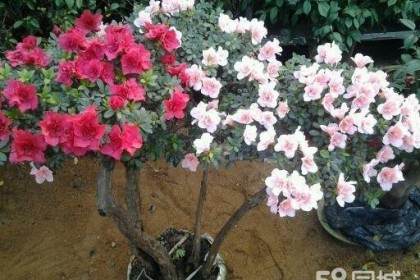 盆景插花入选国家级非遗名录