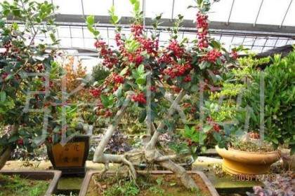 插花盆景艺术展为节日添彩 将持续到6月24日