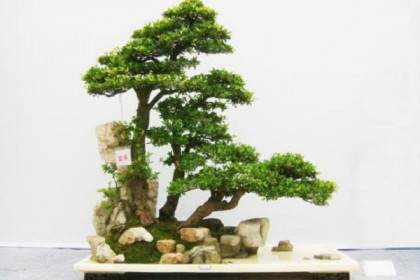 2013四川第六届红砂杯插花盆景操作技能决赛