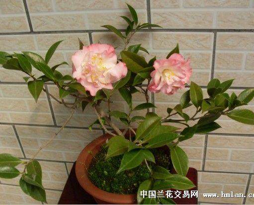 以培育火棘苗木做盆景插花 让野生的火棘进入市场