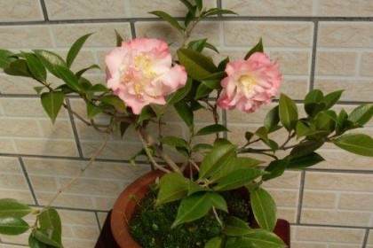 以培育火棘苗木做盆景插花 让野生的火棘进入市场