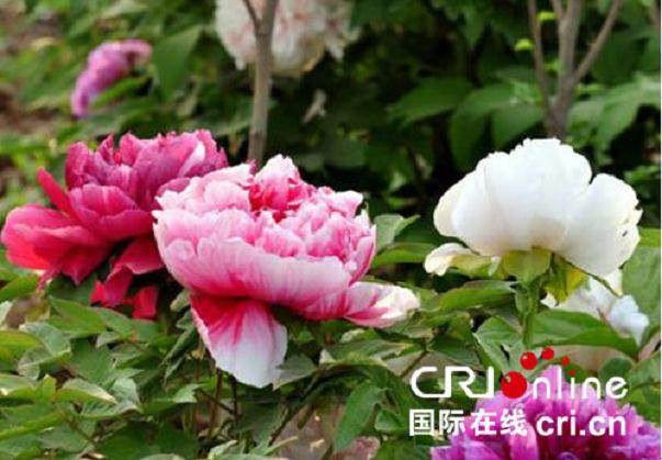 杭州举办&ldquo;五一&rdquo;盆景插花展