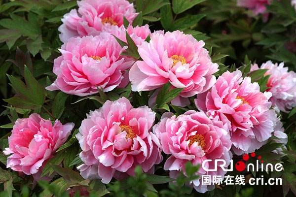 插花盆景制作在南通决赛