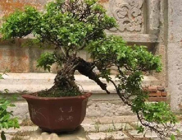 盆景柏枝树用铁丝攀扎多长时间解掉？