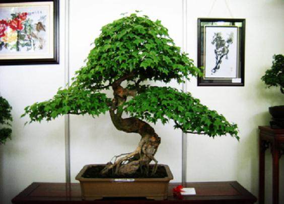 黄杨盆景制作攀扎后多长时间可拆下铁线?