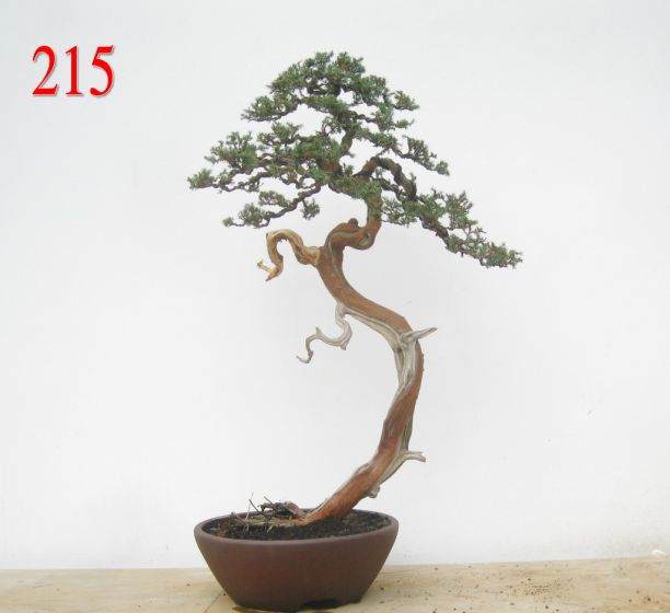 怎样攀扎黄杨树盆景枝条？