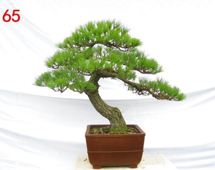 树桩盆景为什么要用金属线攀札?应如何用金属线攀扎?