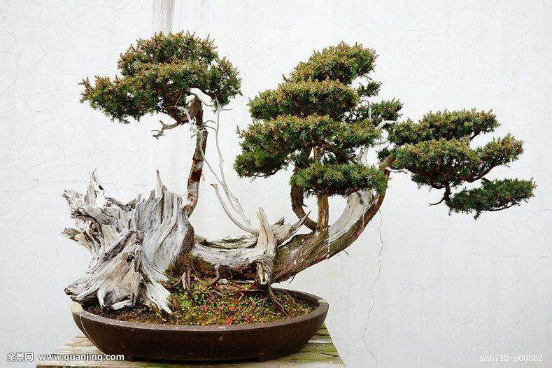 盆景乐园所有注册会员的潜意思里肯定是没有歧义的