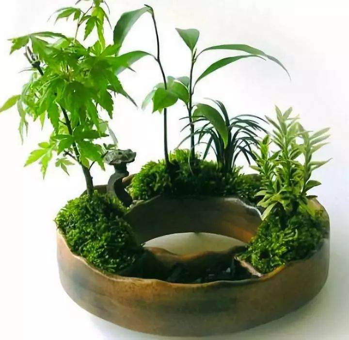 养护散尾葵盆景要注意的事项