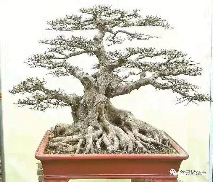 我们邀请到的嘉宾是晋江盆景协会的康一波先生