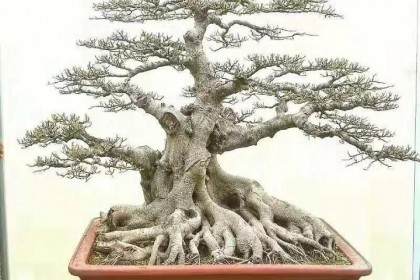 我们邀请到的嘉宾是晋江市盆景协会的康一波先生