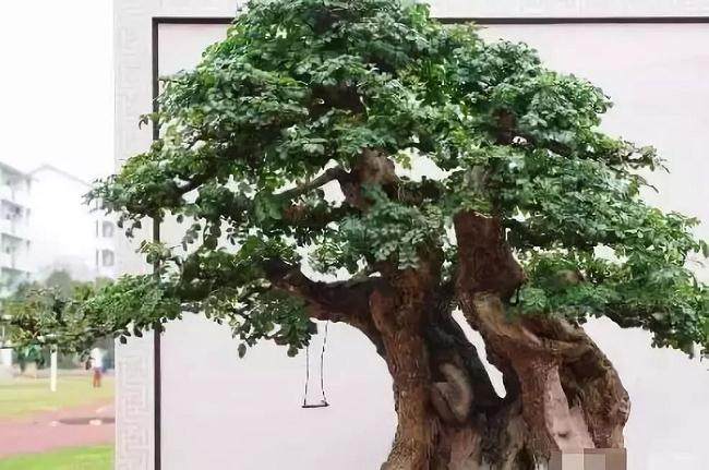 榆树盆景如何过冬?记住这3点就够啦!