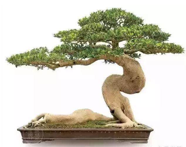 鬼斧神工赏盆景之七：卧干式盆景