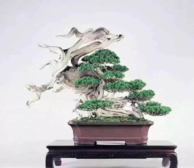 盆景的美学与结构及国际化发展