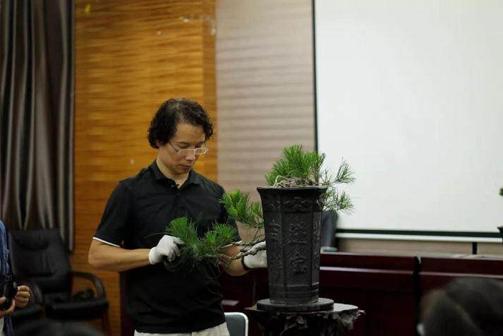 盆景的美学与结构及国际化发展