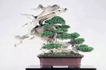 盆景的美学与结构及国际化发展