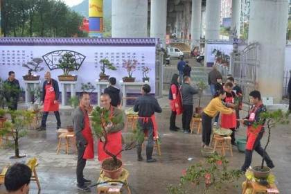 一场展示200多盆景的盆景会