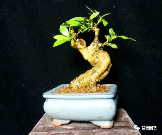 如何制作短小的叶栀子花微盆景？