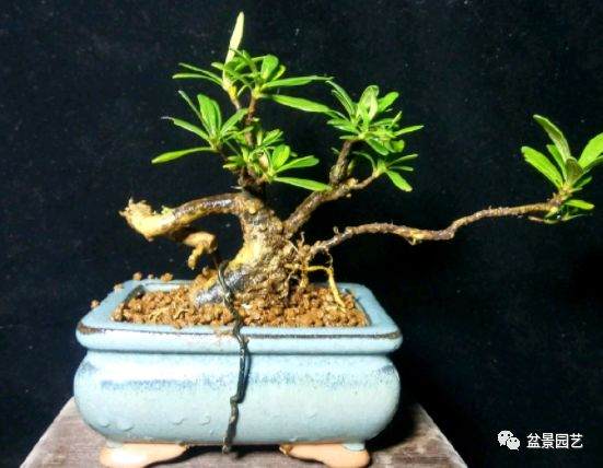 如何制作短小的叶栀子花微盆景？