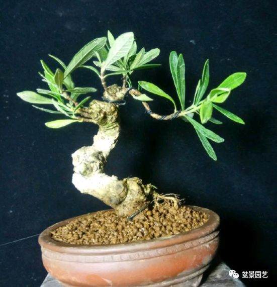 如何制作短小的叶栀子花微盆景？