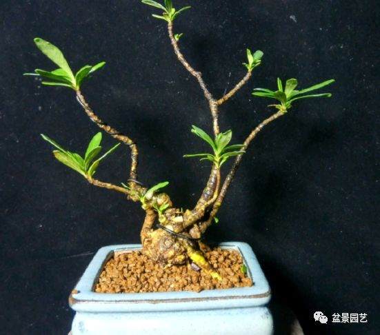 如何制作短小的叶栀子花微盆景？