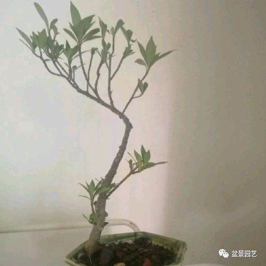 如何制作短小的叶栀子花微盆景？