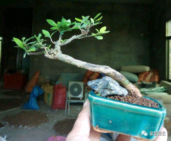 如何制作短小的叶栀子花微盆景？