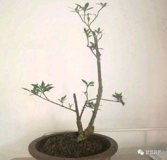 如何制作短小的叶栀子花微盆景？