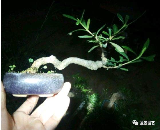 如何制作短小的叶栀子花微盆景？