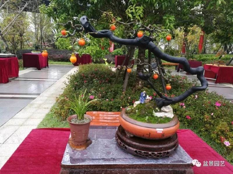 如何倒立式栽种金弹子老桩盆景 图片