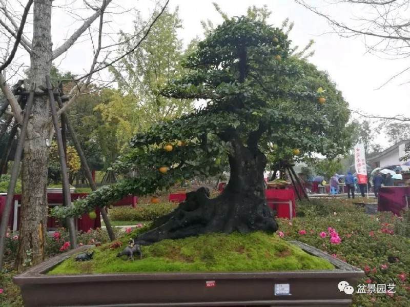 如何倒立式栽种金弹子老桩盆景 图片