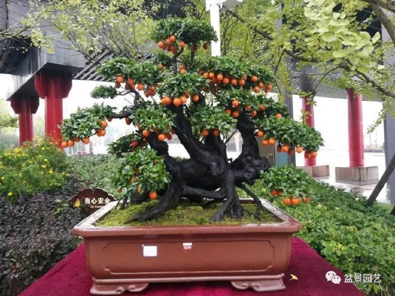 如何倒立式栽种金弹子老桩盆景 图片