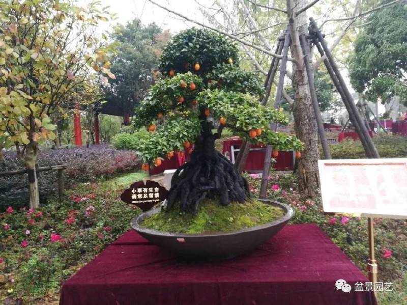 如何倒立式栽种金弹子老桩盆景 图片