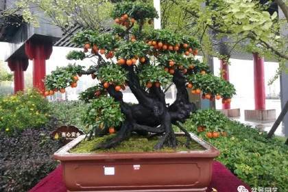 如何倒立式栽种金弹子老桩盆景 图片