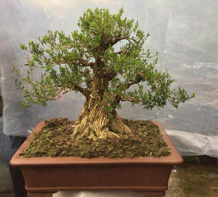 所有的黄杨品种都适合做盆景吗?