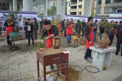 白龙山街道举办云和师傅杯首届盆景技能大赛
