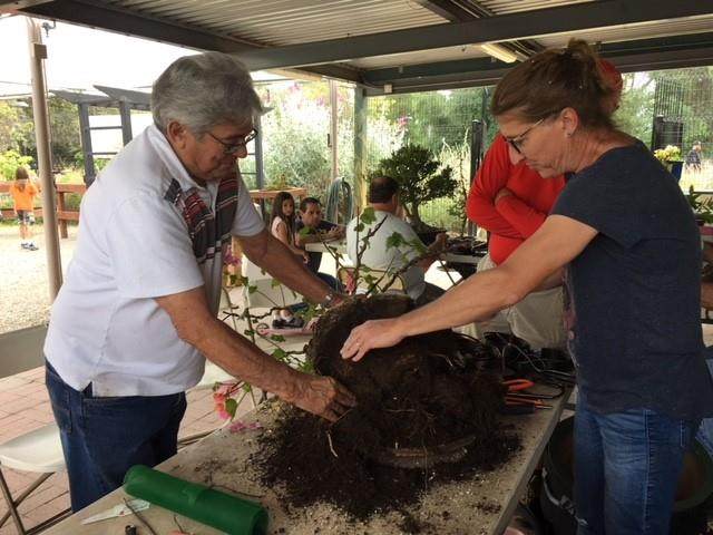 我们的年度盆景秀第54次回到奥兰治县佛教教堂！