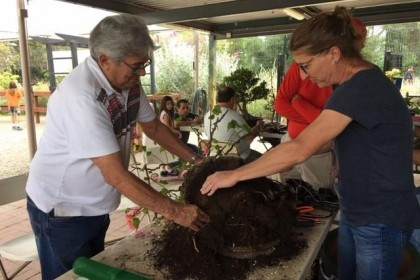 我们的年度盆景秀第54次回到奥兰治县佛教教堂