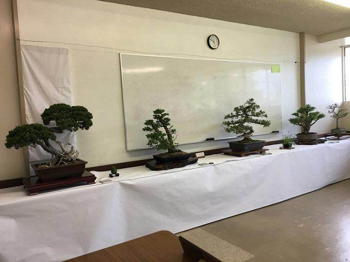 2018年一些最伟大的盆景和盆景艺术家正在展出