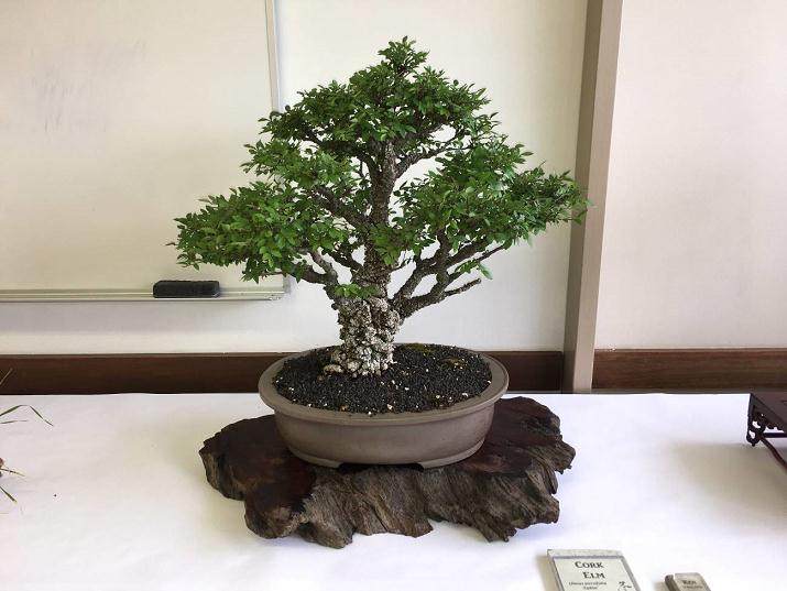 2018年一些最伟大的盆景和盆景艺术家正在展出