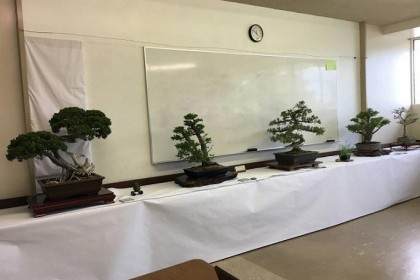 2018年一些最伟大的盆景和盆景艺术家正在展出