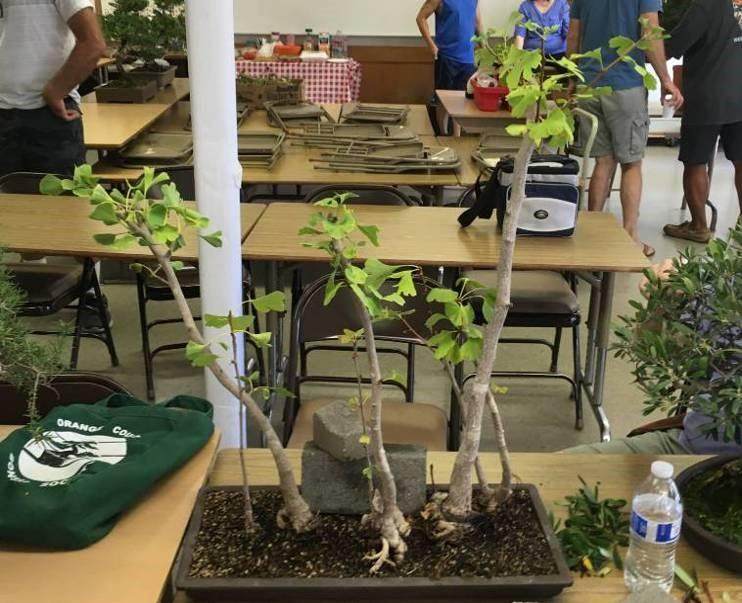 奥兰治县盆景协会为您的努力和承诺制定公开议程