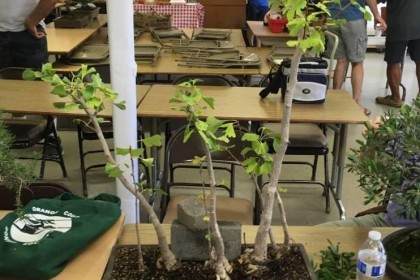 奥兰治县盆景协会为您的努力和承诺制定公开议程