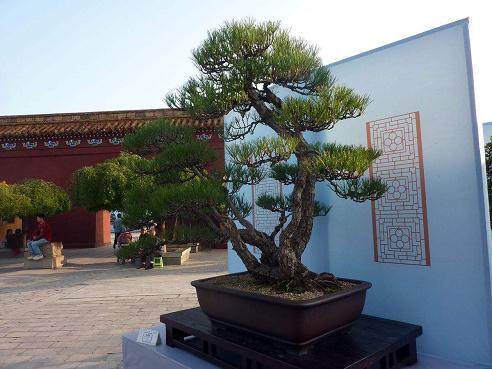 摆放在西湖公园门口的大型盆景 吸引了不少游客